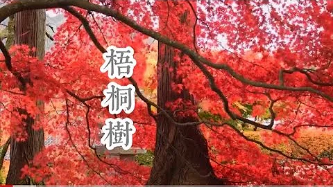 《梧桐树》---好歌欣赏 - 天天要闻