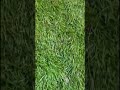 Watch ! This Neighbours Lawn Renovation 🙏❤️ #shortsviral #workhard #beforeandafter #viral #lawncare