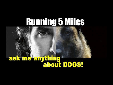 วีดีโอ: Dog Dog สามารถวิ่งมาราธอนได้หรือไม่?