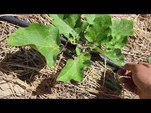 Tour por el Huerto en Junio y Evolución del Cultivo