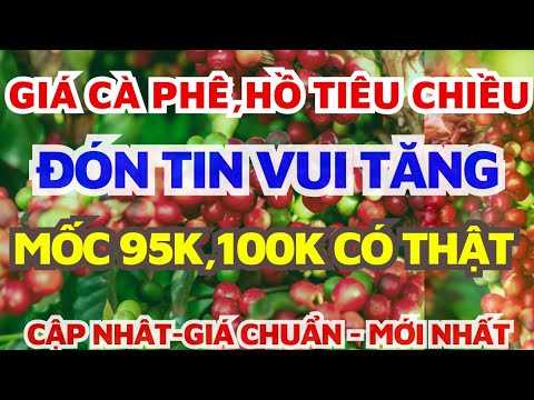 Giá cà phê chờ tăng mạnh không có cà bán/Giá hồ tiêu hôm nay