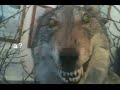Can I eat These Bugs? | !adv