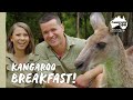 Morning kangaroo feed with Bindi &amp; Chandler | Australia Zoo Life