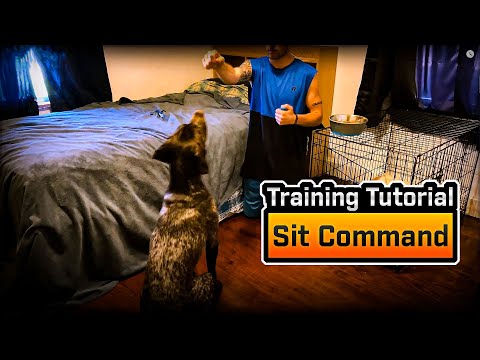 فيديو: كيفية تعليم الكلب الألماني الخاص بك للجلوس