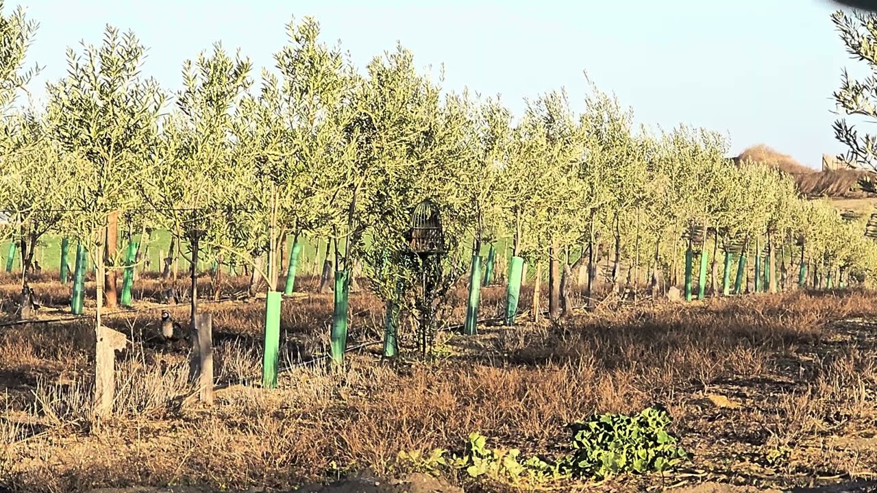Baldío pollo del año ha pasado la prueba