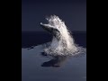 Whale Breach Impact — FLIP Fluids Whitewater (Res 1200)