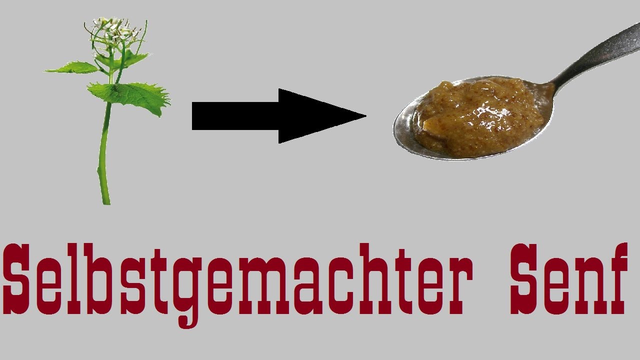Selbstgemachter Senf aus Samen der Knoblauchsrauke