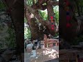 📍 Τσαγκαράδα Πηλίου