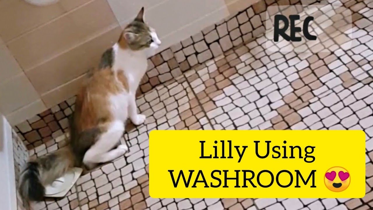 Cat Is Trained To Use a Toilet Training My Cat To Use A WASHROOM
