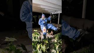 Spider Mites - Forbid 4F Nuclear Method.