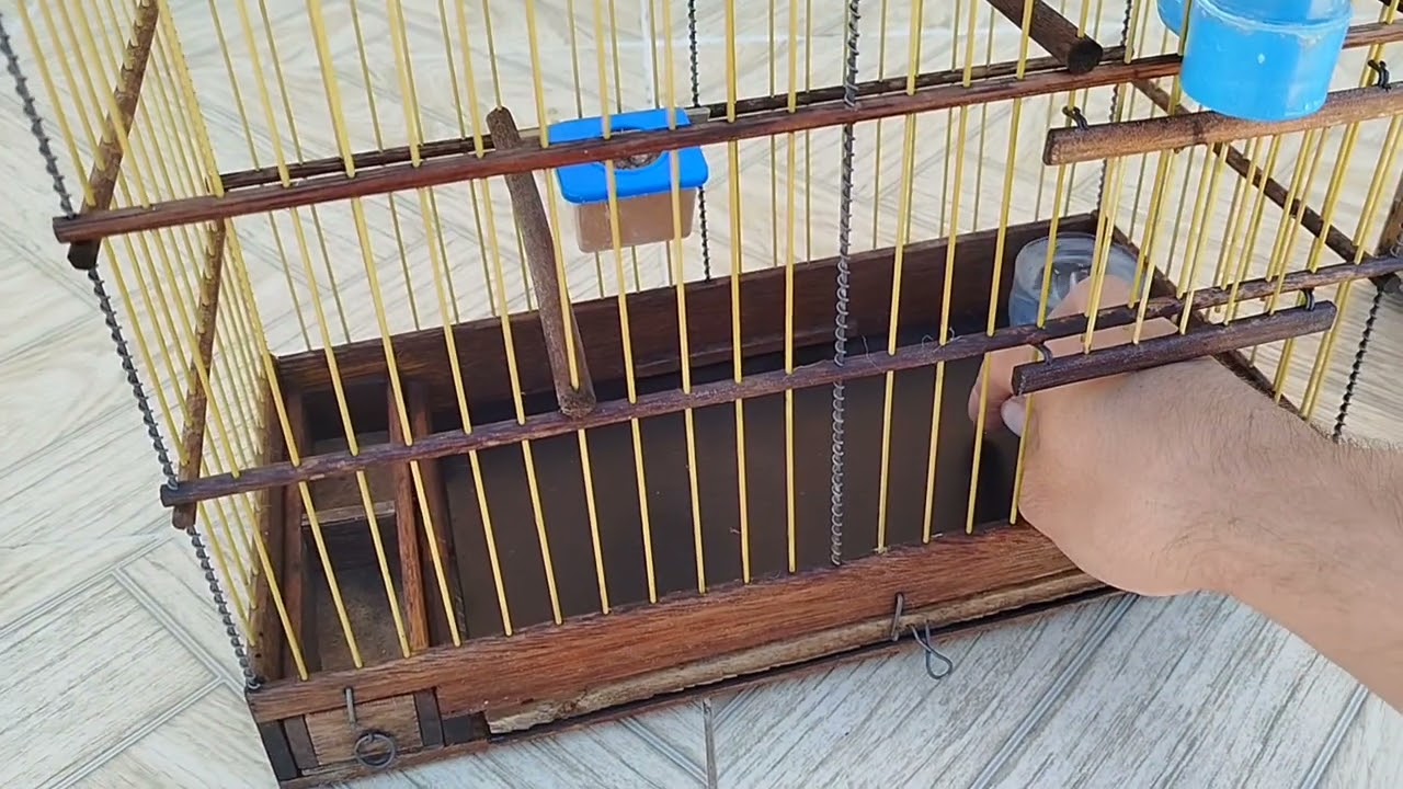 Passei o Maria fita para gaiola 💥🔥