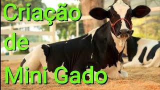 criação de mini vaca