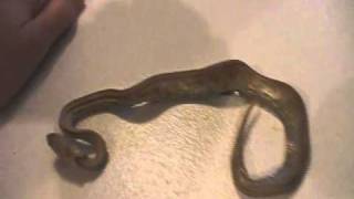 How Could You Lose a Snake!?- Classy Herps