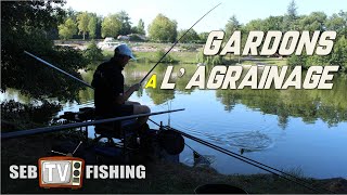 Pêche de gardons à l'agrainage (maïs et pellets)