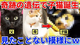 【2ch動物スレ総集編】奇跡の遺伝で生まれた子猫→過去一で変な模様に