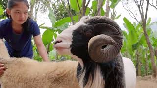 Goat Mexico Resultados Bakra Garut Farm Kala Sheep Endemic My country