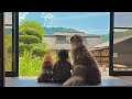 夏の思い出作りに大成功した豆柴とゴールデンレトリバーと2歳児