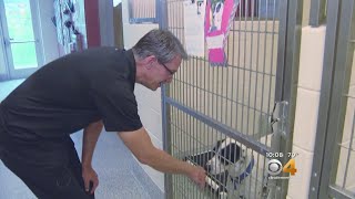 Animal Shelter Volunteer Finds Soothing Solution For Anxious Pets