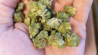 Orange Juice minis 21% Trulieve Eustis