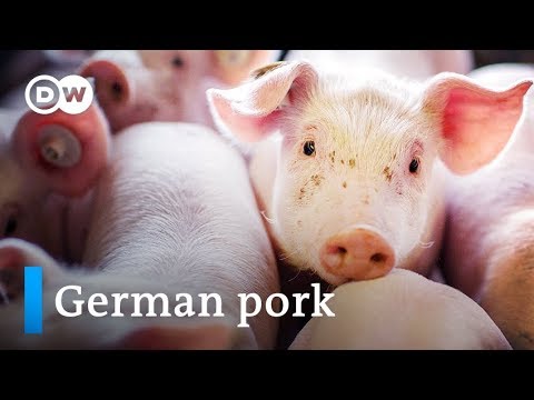 The booming meat industry - Germany the world's second biggest pork exporter | DW English