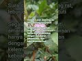 lebur dening pangastuti
