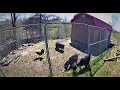 Unedited animal shed repo video