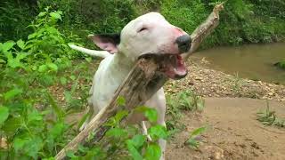 Bull Terriers Love Sticks