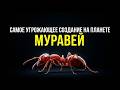 Муравьи убивают сотни людей - и они живут рядом с вами