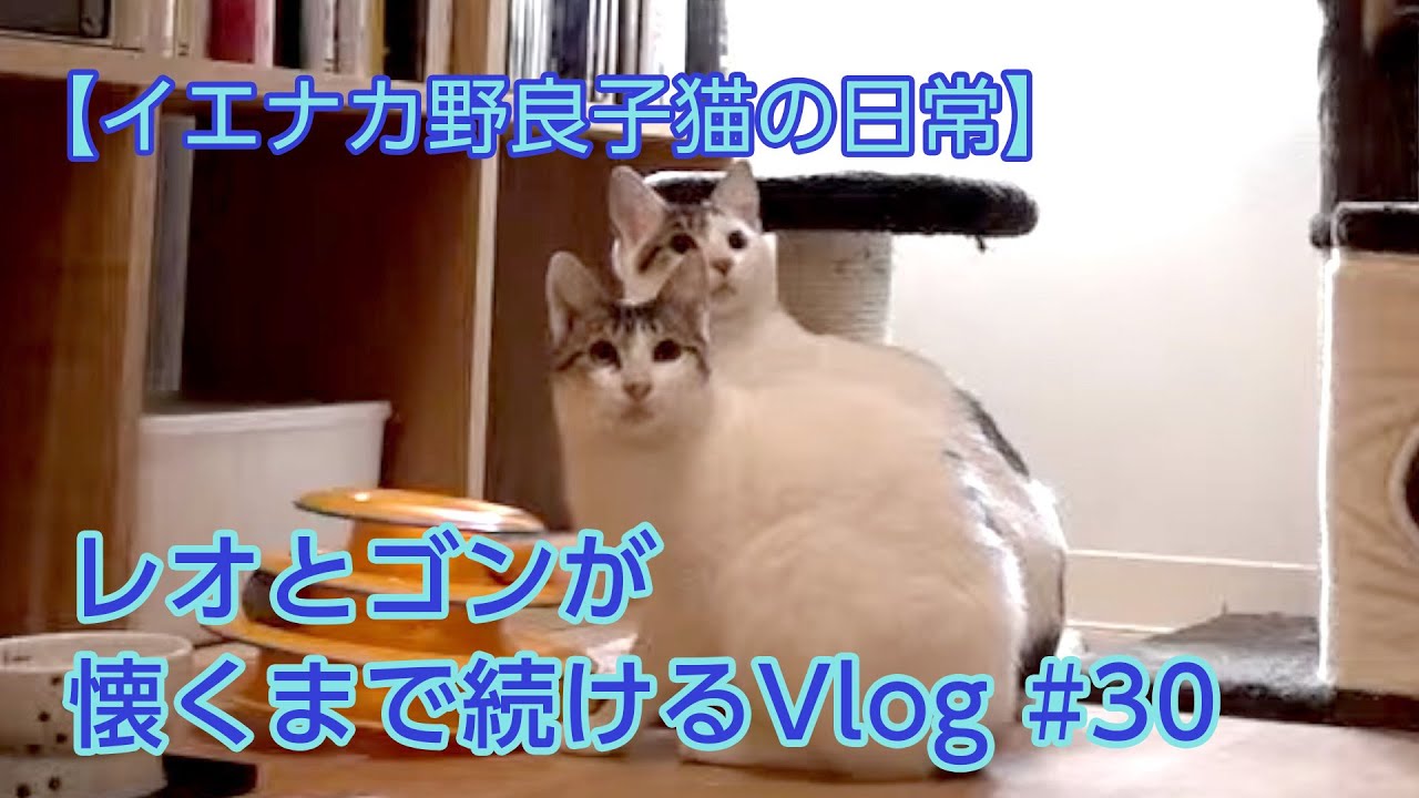 イエナカ野良子猫の日常 30 レオとゴン 性格の違いが Youtube