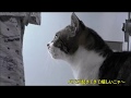 朝！パパが起きてくると嬉しくて声がかわいくなっちゃう猫リキちゃん☆パパをストーカーする猫☆今日も甘えん坊全開！抱っこにご満悦【リキちゃんねる　猫動画】Cat videos キジトラ猫との暮らし