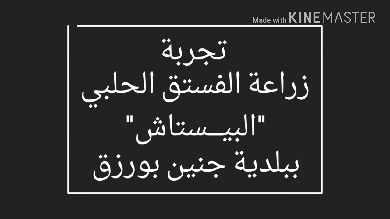 جنين بورزق وتجربة زراعة الفستق الحلبي "البيستاج" لاول مرة