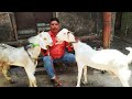 Dhamaka Quality Offer 🔥 Chanas Rate😱 Palne Wale Bakra & Bakre Looto || Salim Bhai Bhiwandi Mumbai ||