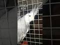 Whiteface male cockatiel identities#youtubeshorts