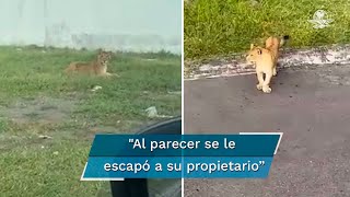 ¡Ay, nanita! Captan a león suelto en zona residencial de la Riviera Veracruzana