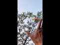Do sugar gliders fly? #CutePets #Pet #SmartBabyCelebratingtheYearoftheDragon