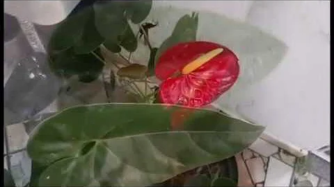 Como nascem as flores do antúrio?