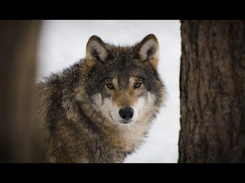 GRPC Report; Deer Rifles; Guns for Bears & Wolves: Gun Talk Radio | 10.06.19 After Show