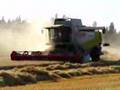 Claas Lexion 550 sklízí ječmen