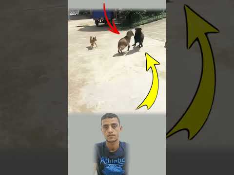 الشجاعة ليست في القوة بل في الثبات أن تواجه المفترس وأنت الأضعف ومع ذلك لا تنكسر اكسبلور 