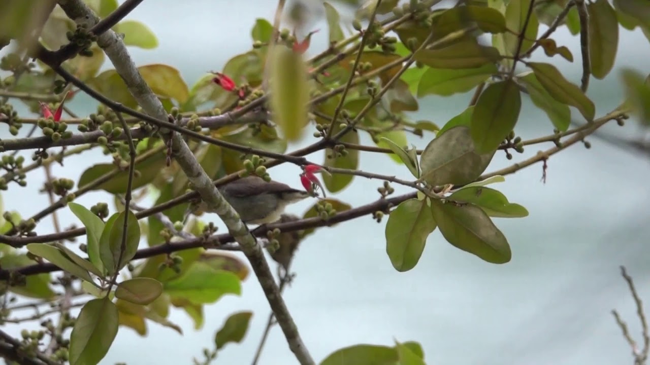 台灣最小鳥：綠啄花與紅胸啄花 The smallest bird in Taiwan 