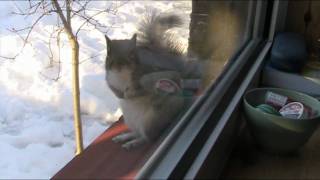 The Adventures of Mr. Squirrel - acoustic guitar solo