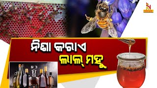 Red Honey Is More Intoxicating Than Alcohol, A Lot Of Demand In World | NandighoshaTV