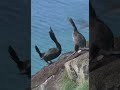 Cormorant couple in love ❤️