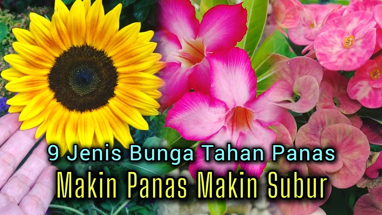 SEMAKIN PANAS SEMAKIN SUBUR !! 9 JENIS TANAMAN HIAS BUNGA YANG TAHAN PANAS MATAHARI