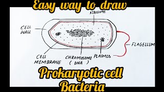 How To Draw Prokaryotic Cell Bacteria Fatimashahid1983