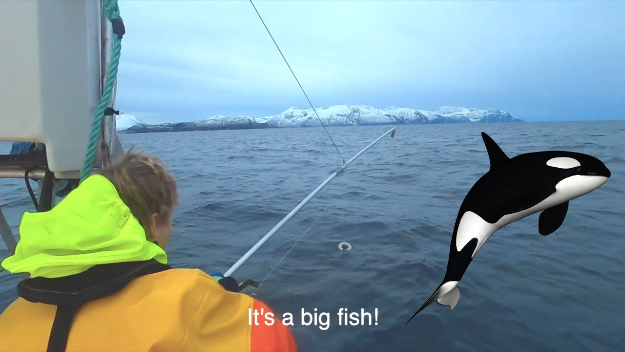 Trying to be a Fisherman While Surrounded by Killer Whales!
