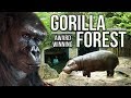 Zoo Tours Ep. 32: The Award Winning Gorilla Forest || Louisville Zoo