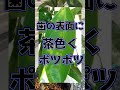 みかんの苗木の病気〜すぐにチェック〜
