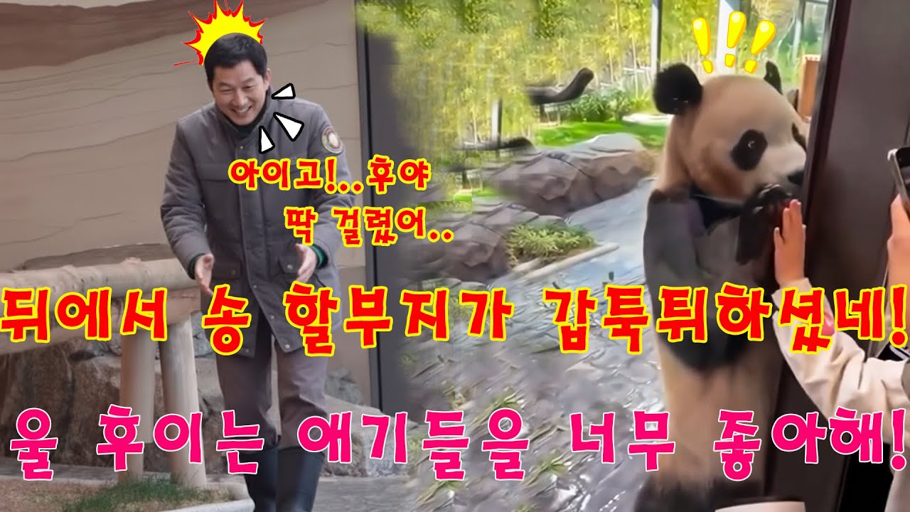 맙소사!💥송 할부지가 뒤에서 살금살금 나타나니까 울 후이바오 깜짝 놀라서 자지러지는 것 좀 봐! 진짜 리얼한 반응이다🤣 ㅋㅋ