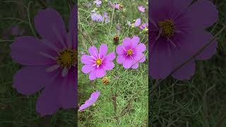 IMG 6827